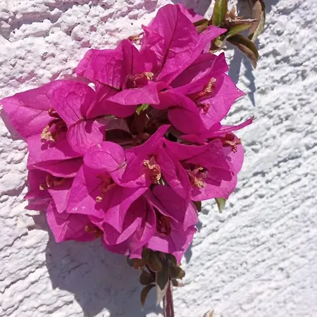 Prekrasan Sa Kaminom Apartman *