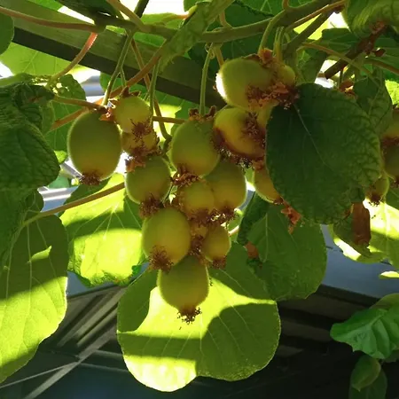 Prekrasan Sa Kaminom Apartman *